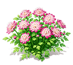 Rouge Cloud Astrantia — stage 3