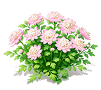 Pink Snow Astrantia — stage 3