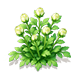 Cyan Silk Astrantia — stage 2