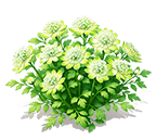 Cyan Silk Astrantia — stage 3