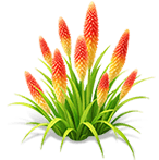 Molten Orange Torch Lily — stage 3