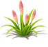 Carmine Flame Torch Lily — stage 2