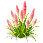 Carmine Flame Torch Lily — stage 3