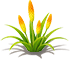 Dawn Ray Torch Lily — stage 2