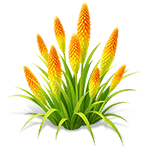 Dawn Ray Torch Lily — stage 3