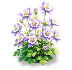 Starfall Columbine — stage 3