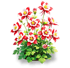 Scarlet Flame Columbine — stage 3