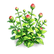 Crimson Crystal Zinnia — stage 2