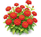 Crimson Crystal Zinnia — stage 3
