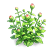 Soft Pink Crystal Zinnia — stage 2