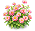 Soft Pink Crystal Zinnia — stage 3