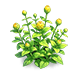 Warm Gold Crystal Zinnia — stage 2