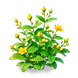 Sunglow Hypericum — stage 2