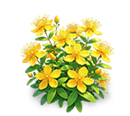 Sunglow Hypericum — stage 3