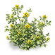 Golden Coronilla Cluster — stage 2