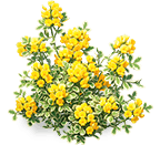 Golden Coronilla Cluster — stage 3