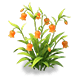 Aureate Sandersonia — stage 2