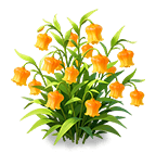 Aureate Sandersonia — stage 3