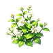 Plain Cluster Lantana — stage 2