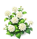 Plain Cluster Lantana — stage 3