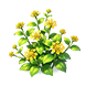 Golden Cluster Lantana — stage 2