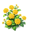 Golden Cluster Lantana — stage 3