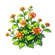 Vermilion Velvet Lantana — stage 2