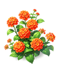 Vermilion Velvet Lantana — stage 3