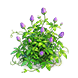 Purple Starwheel Lotus — stage 2