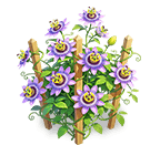 Purple Starwheel Lotus — stage 3