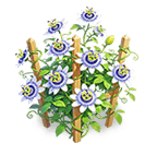 Indigo Core Lotus — stage 3