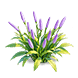Twilight Purple Isotoma — stage 2