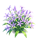 Twilight Purple Isotoma — stage 3