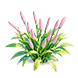 Pale Pink Isotoma — stage 2