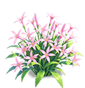 Pale Pink Isotoma — stage 3