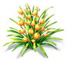 Orange Flame Cymbidium — stage 2