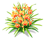Orange Flame Cymbidium — stage 3
