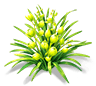 Green Cymbidium — stage 2