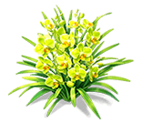 Green Cymbidium — stage 3