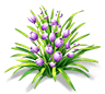 Purple Obsidian Cymbidium — stage 2
