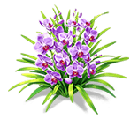Purple Obsidian Cymbidium — stage 3