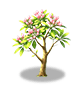 Cherry Pink Plumeria — stage 2
