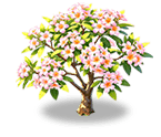 Cherry Pink Plumeria — stage 3