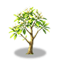 Snow White Plumeria — stage 2