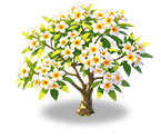 Snow White Plumeria — stage 3