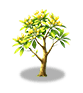 Light Yellow Plumeria — stage 2