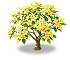 Light Yellow Plumeria — stage 3