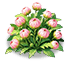 Pink Scabiosa — stage 2
