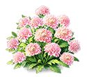 Pink Scabiosa — stage 3