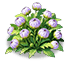 Purple Scabiosa — stage 2